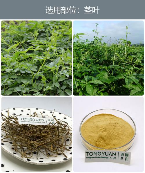 植物提取物 自然饋贈下的科學與產業演進